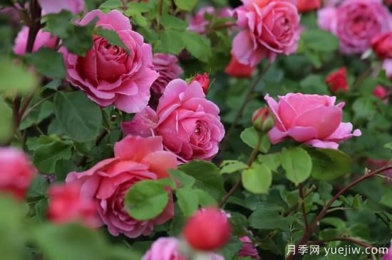 推薦適合陽(yáng)臺的11種月季，漂亮好養四季開(kāi)花(圖5)