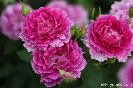 推薦適合陽(yáng)臺的11種月季，漂亮好養四季開(kāi)花(圖6)