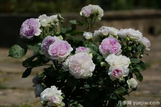 推薦適合陽(yáng)臺的11種月季，漂亮好養四季開(kāi)花(圖8)