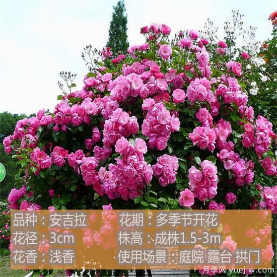 精挑推薦十個(gè)月季花品種，爭奇斗艷形態(tài)顏色各異(圖3)