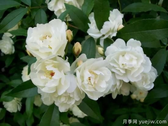 綠籬，讓你的花園與眾不同！(圖4)