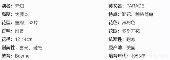 推薦高顏值且好養的10個(gè)藤本月季，看一眼就愛(ài)上(圖2)