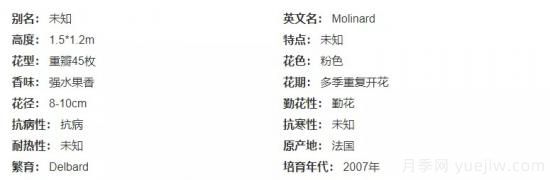 推薦高顏值且好養的10個(gè)藤本月季，看一眼就愛(ài)上(圖10)