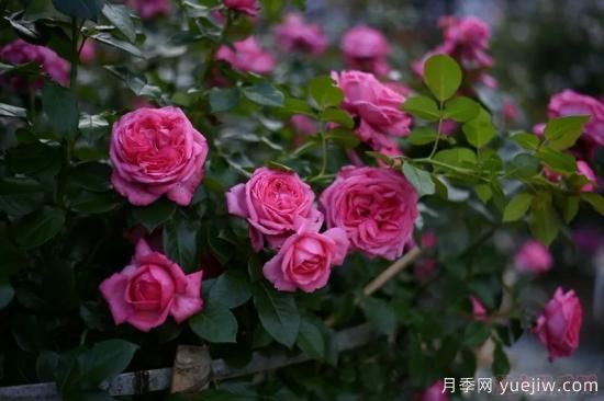 推薦高顏值且好養的10個(gè)藤本月季，看一眼就愛(ài)上(圖11)