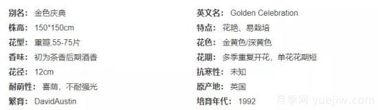 推薦高顏值且好養的10個(gè)藤本月季，看一眼就愛(ài)上(圖14)