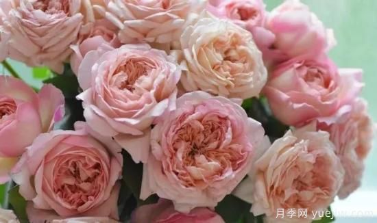 推薦高顏值且好養的10個(gè)藤本月季，看一眼就愛(ài)上(圖18)