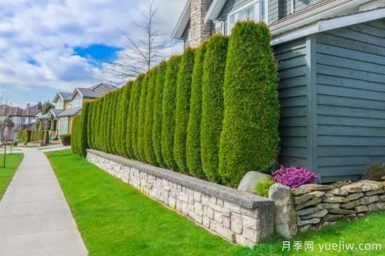 綠籬，讓你的花園與眾不同！(圖2)