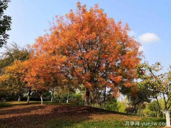 黃連木適合什么地區種植，北方可以種植嗎？(圖1)