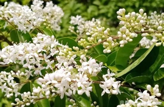 綠籬，讓你的花園與眾不同！(圖3)