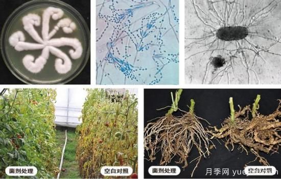植物根結線(xiàn)蟲(chóng)病難對付？生物農藥有辦法(圖1)