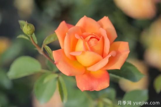 好期在四時(shí)，深?lèi)?ài)如長(cháng)風(fēng)，摯愛(ài)月季(圖2)