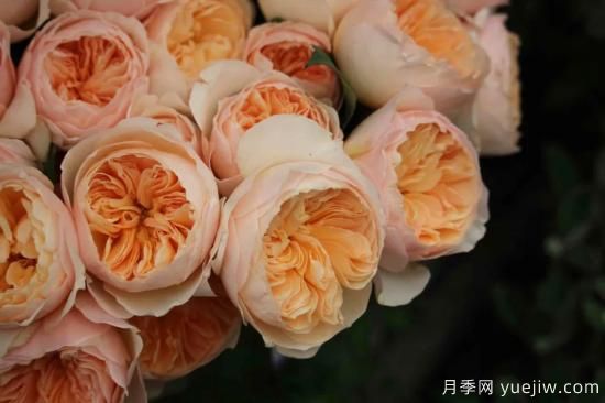 好期在四時(shí)，深?lèi)?ài)如長(cháng)風(fēng)，摯愛(ài)月季(圖5)