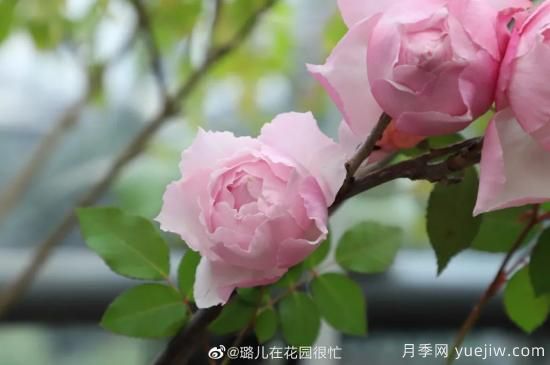 好期在四時(shí)，深?lèi)?ài)如長(cháng)風(fēng)，摯愛(ài)月季(圖4)