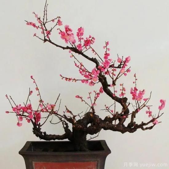 盆栽梅花怎樣施肥與澆水？梅花常見(jiàn)蟲(chóng)害的防治(圖1)
