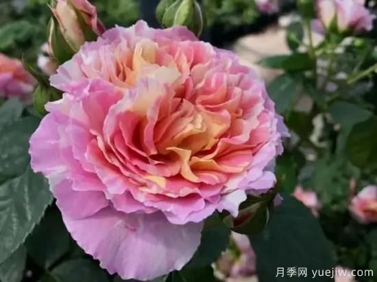 淘汰掉的6款藤本月季，經(jīng)典就是適合的嗎？(圖2)