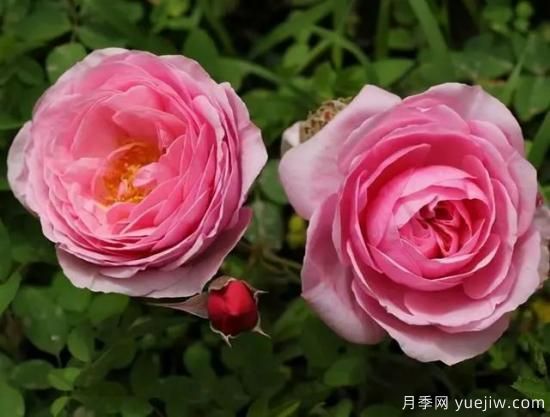 淘汰掉的6款藤本月季，經(jīng)典就是適合的嗎？(圖3)