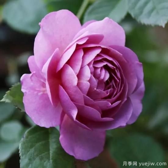 淘汰掉的6款藤本月季，經(jīng)典就是適合的嗎？(圖4)