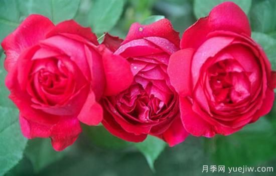 淘汰掉的6款藤本月季，經(jīng)典就是適合的嗎？(圖5)