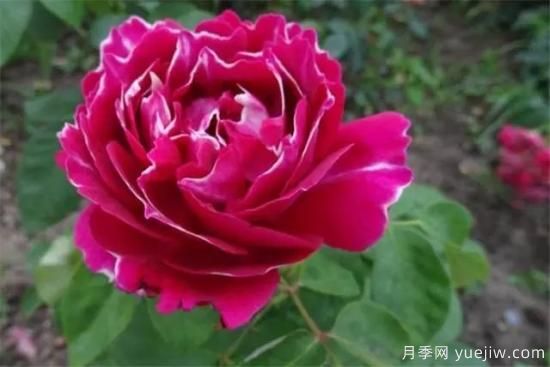 淘汰掉的6款藤本月季，經(jīng)典就是適合的嗎？(圖6)