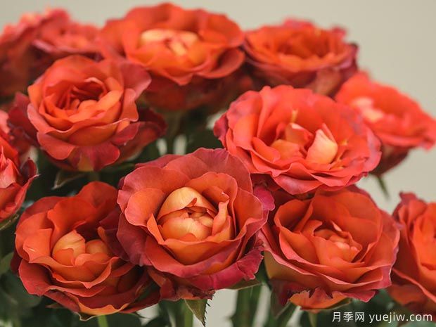 咖啡時(shí)間月季的優(yōu)缺點(diǎn)是什么？(圖1)