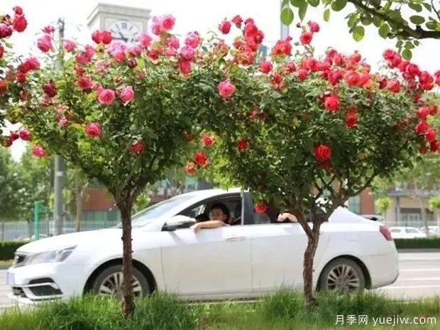 邢臺月季市花文化和景觀(guān)圖集(圖3)