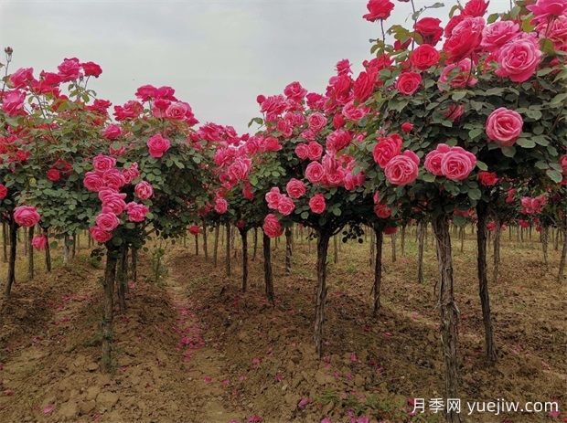 雙色月季樹(shù)價(jià)格多少錢(qián)一棵？南陽(yáng)哪里有賣(mài)的？(圖2)