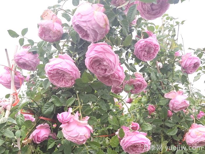 自由精神月季怎樣能開(kāi)花多？(圖1)