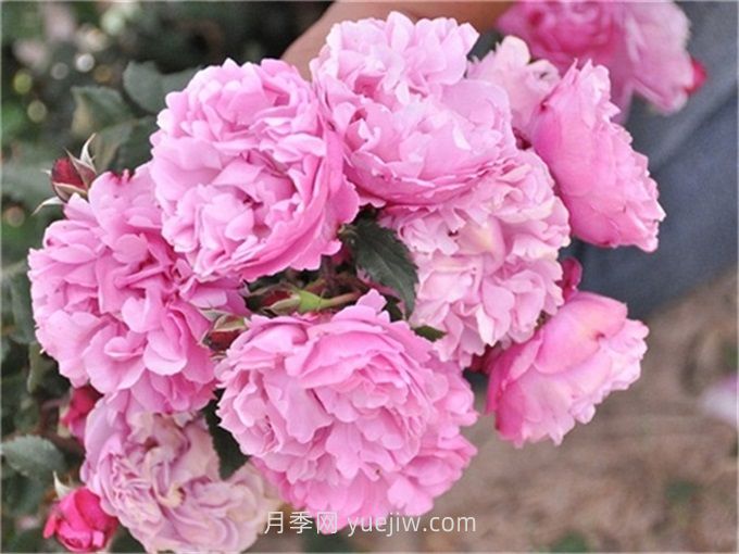 圣奧諾雷月季介紹和優(yōu)缺點(diǎn)(圖1)